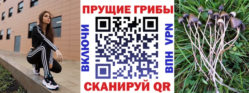 Псилоцибиновые грибы прущие грибы  даркнет сайт  Усть-Лабинск 